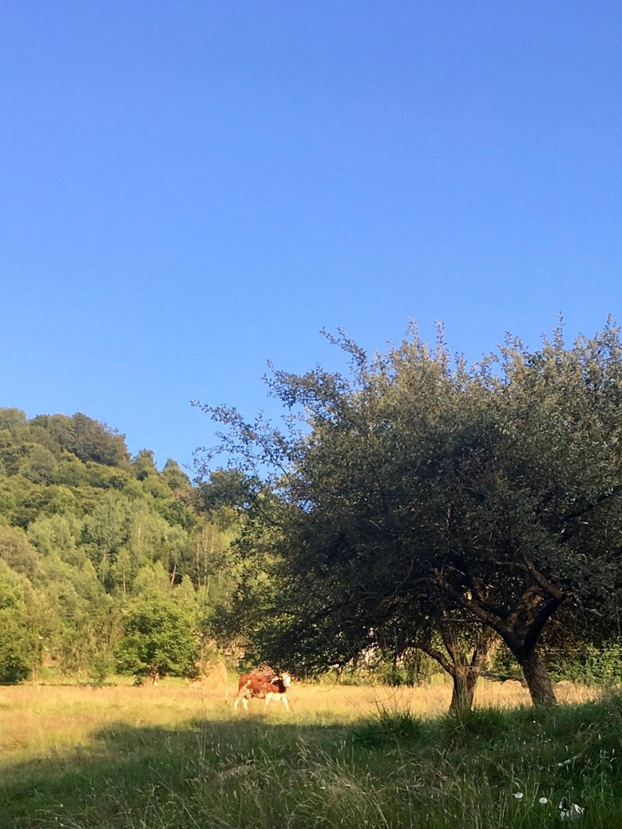 Cabana Baraj Apuseni Mountains Mihoesti Bagian luar foto